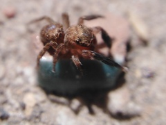 Euophrys rufibarbis