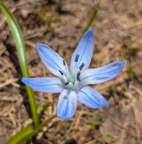 Scilla monanthos