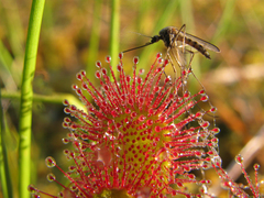 Drosera × obovata