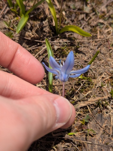Scilla monanthos