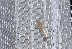 Stenophyella macreta