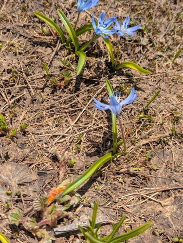 Scilla monanthos