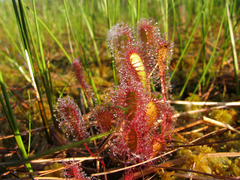 Drosera × obovata