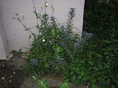 Echium vulgare