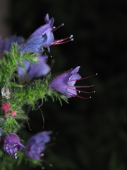 Echium vulgare