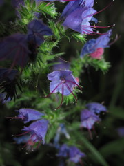 Echium vulgare