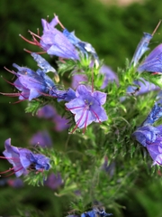 Echium vulgare