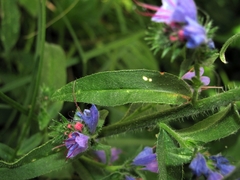 Echium vulgare