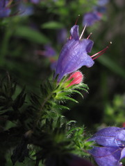 Echium vulgare