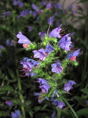 Echium vulgare