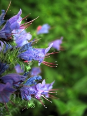 Echium vulgare
