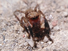 Euophrys rufibarbis