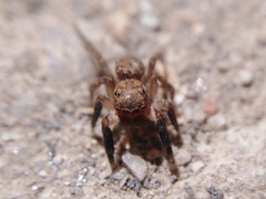 Euophrys rufibarbis