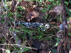 Coluber constrictor anthicus