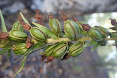 Epipactis helleborine
