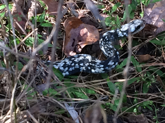 Coluber constrictor anthicus