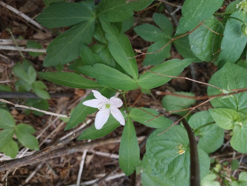 Anemone oregana, photograph 6