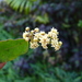 Amborella trichopoda - Photo (c) Scott Zona, μερικά δικαιώματα διατηρούνται (CC BY)