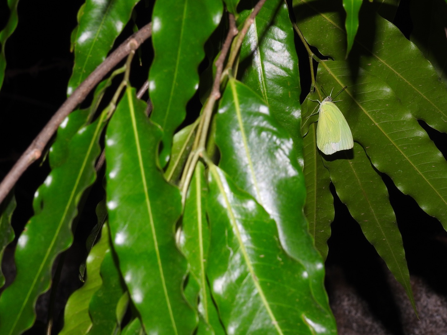 Lemon Emigrant