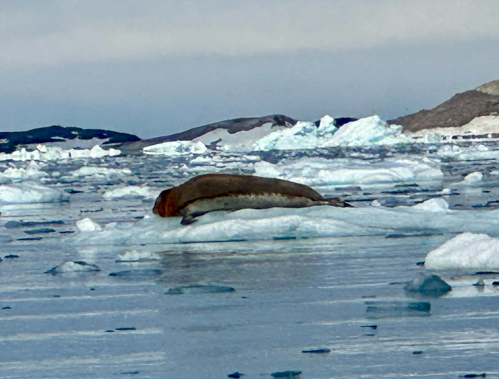 Bearded seal lying on drifting ice with icebergs and hills behind