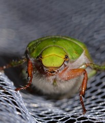 Xylonichus eucalypti