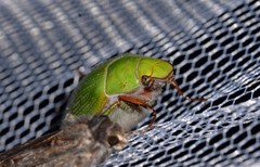 Xylonichus eucalypti