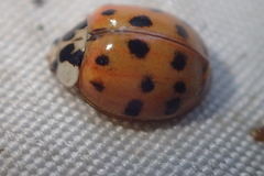 Harmonia axyridis