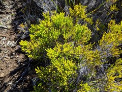 Erica reunionensis image