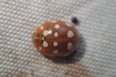 Calvia quatuordecimguttata