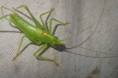 Meconema meridionale