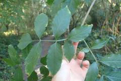 Sambucus nigra