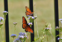 Danaus gilippus