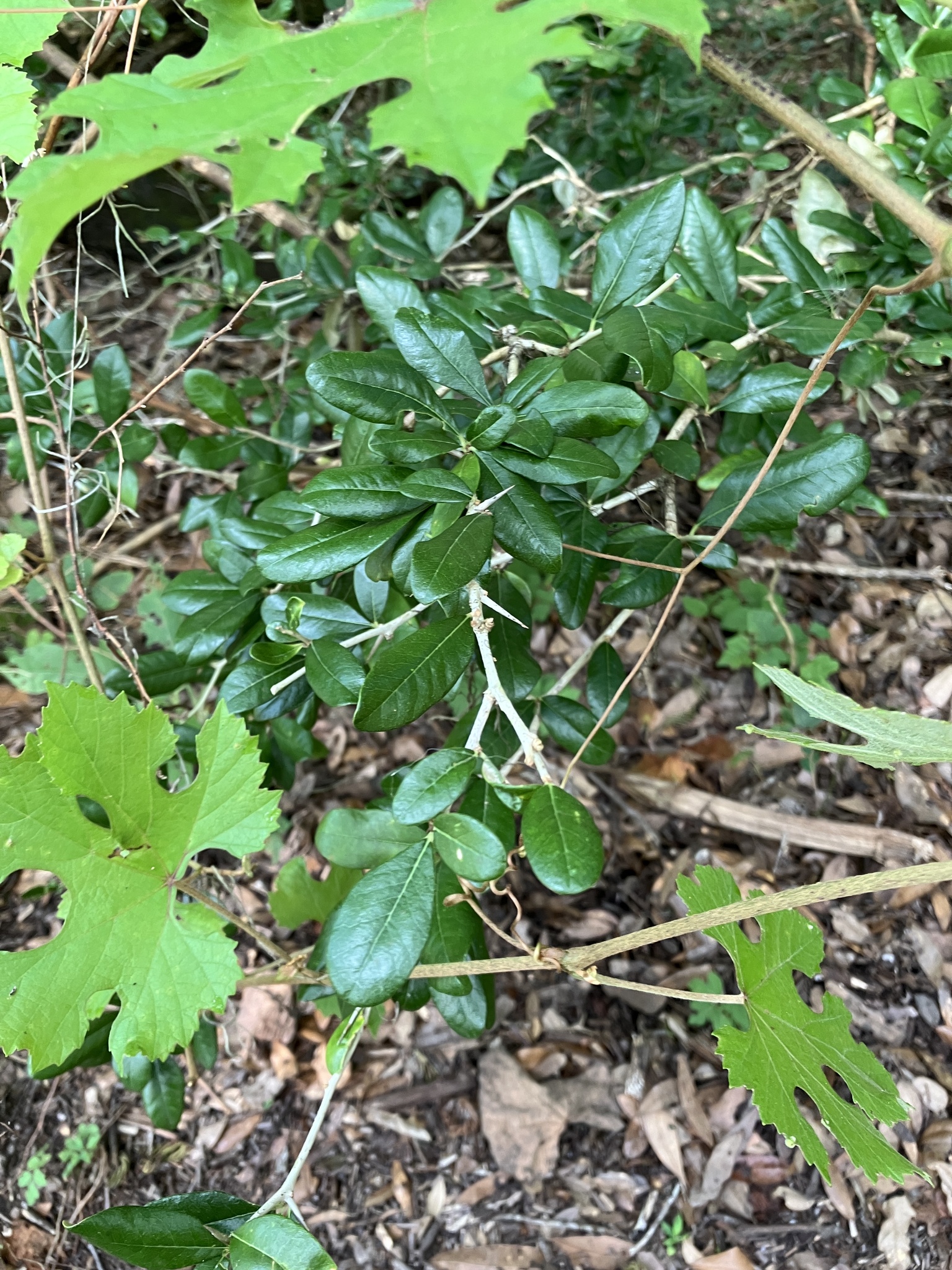 Alachua Bully (Sideroxylon alachuense)