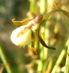Eulophia cochlearis