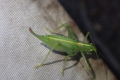 Meconema meridionale