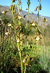 Eulophia cochlearis
