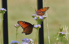 Danaus gilippus