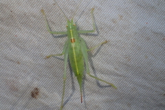 Meconema meridionale