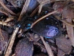 Sphaeroderus stenostomus lecontei