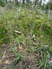 Omalotheca sylvatica