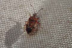 Kleidocerys resedae