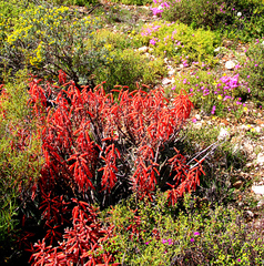 Gonialoe variegata