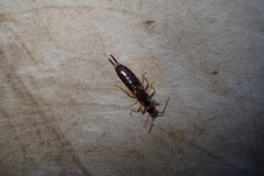 Forficula auricularia