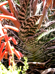 Gonialoe variegata