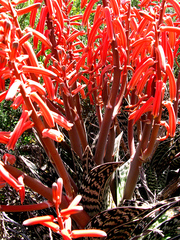 Gonialoe variegata