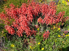Gonialoe variegata