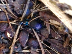 Sphaeroderus stenostomus lecontei