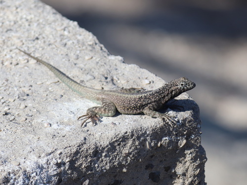 Atacamen Pacific Iguana