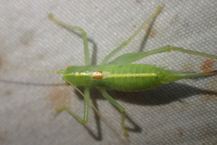 Meconema meridionale