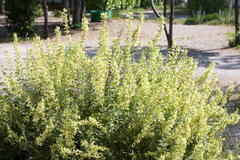 Teucrium flavum
